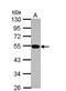 Zinc Finger Protein 597 antibody, NBP2-21033, Novus Biologicals, Western Blot image 