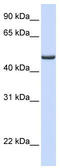 Ferredoxin Reductase antibody, TA335066, Origene, Western Blot image 