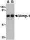 PR domain zinc finger protein 1 antibody, LS-B2722, Lifespan Biosciences, Western Blot image 