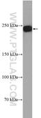 Dedicator Of Cytokinesis 4 antibody, 21861-1-AP, Proteintech Group, Western Blot image 