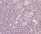 NIPP1 antibody, NB100-1286, Novus Biologicals, Immunohistochemistry frozen image 