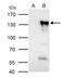 Nuclear Factor Of Activated T Cells 2 antibody, PA5-34940, Invitrogen Antibodies, Immunoprecipitation image 