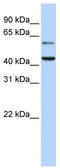 Cytidine Monophosphate N-Acetylneuraminic Acid Synthetase antibody, TA346802, Origene, Western Blot image 