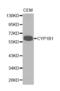 Cytochrome P450 1B1 antibody, abx001210, Abbexa, Western Blot image 