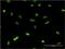 Chromobox 1 antibody, MA5-21203, Invitrogen Antibodies, Immunofluorescence image 