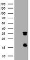 Thymidylate Synthetase antibody, TA801793, Origene, Western Blot image 