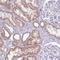 SYS1 Golgi Trafficking Protein antibody, NBP2-13407, Novus Biologicals, Immunohistochemistry frozen image 
