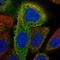 Probable ATP-dependent RNA helicase DDX58 antibody, HPA047193, Atlas Antibodies, Immunofluorescence image 