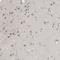 Nucleolar Protein 11 antibody, HPA022010, Atlas Antibodies, Immunohistochemistry frozen image 