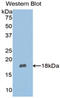 Nephronectin antibody, LS-C295551, Lifespan Biosciences, Western Blot image 