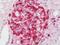 Centrosomal Protein 95 antibody, orb194508, Biorbyt, Immunohistochemistry paraffin image 