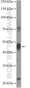Methyltransferase Like 9 antibody, 15120-1-AP, Proteintech Group, Western Blot image 