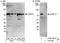 Cleavage and polyadenylation specificity factor subunit 3 antibody, A301-090A, Bethyl Labs, Immunoprecipitation image 
