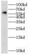 Serine/Threonine Kinase 32C antibody, FNab08333, FineTest, Western Blot image 