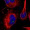 Mediator Complex Subunit 16 antibody, NBP2-55421, Novus Biologicals, Immunofluorescence image 