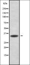 Claudin 12 antibody, orb338186, Biorbyt, Western Blot image 