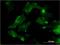 3-keto-steroid reductase antibody, H00051478-M01, Novus Biologicals, Immunofluorescence image 
