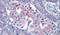 P2Y purinoceptor 4 antibody, PA5-34090, Invitrogen Antibodies, Immunohistochemistry frozen image 