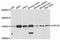 Huntingtin-interacting protein 1-related protein antibody, abx125942, Abbexa, Western Blot image 