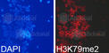 Histone Cluster 3 H3 antibody, A2368, ABclonal Technology, Immunofluorescence image 