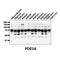 Phosphodiesterase 3A antibody, IQ365, Immuquest, Immunohistochemistry paraffin image 