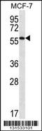 Serum Amyloid A Like 1 antibody, 56-651, ProSci, Western Blot image 
