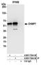 Charged Multivesicular Body Protein 7 antibody, A305-734A-M, Bethyl Labs, Immunoprecipitation image 