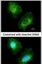 Enoyl-CoA hydratase, mitochondrial antibody, PA5-30013, Invitrogen Antibodies, Immunofluorescence image 