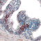 Mitogen-Activated Protein Kinase 8 Interacting Protein 3 antibody, AF1205, R&D Systems, Immunohistochemistry frozen image 