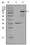 Ephrin type-A receptor 7 antibody, AM06281SU-N, Origene, Western Blot image 