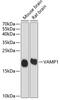 Vesicle-associated membrane protein 1 antibody, 23-750, ProSci, Western Blot image 