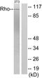 Rho guanine nucleotide exchange factor 2 antibody, PA5-38917, Invitrogen Antibodies, Western Blot image 