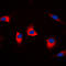 Cyclin Dependent Kinase Like 4 antibody, GTX56042, GeneTex, Immunocytochemistry image 