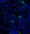 PD-L1 antibody, SD8641, ProSci Inc, Immunofluorescence image 