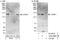 Cytoplasmic FMR1 Interacting Protein 1 antibody, A302-996A, Bethyl Labs, Immunoprecipitation image 