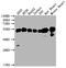 ATP Synthase F1 Subunit Beta antibody, CSB-RA216446A0HU, Cusabio, Western Blot image 