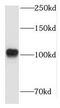 Leucyl-TRNA Synthetase 2, Mitochondrial antibody, FNab04702, FineTest, Western Blot image 