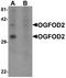 2-Oxoglutarate And Iron Dependent Oxygenase Domain Containing 2 antibody, A16867, Boster Biological Technology, Western Blot image 