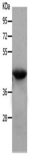 NDRG Family Member 4 antibody, CSB-PA238244, Cusabio, Western Blot image 
