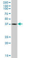 Ring Finger Protein 2 antibody, LS-C139193, Lifespan Biosciences, Western Blot image 