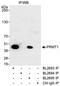 Protein arginine N-methyltransferase 1 antibody, A300-722A, Bethyl Labs, Immunoprecipitation image 