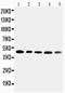Corticosteroid-binding globulin antibody, PA5-79977, Invitrogen Antibodies, Western Blot image 