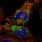 Protein phosphatase 1K, mitochondrial antibody, HPA020066, Atlas Antibodies, Immunofluorescence image 