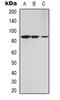 Annexin A13 antibody, orb78319, Biorbyt, Western Blot image 