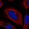 BLOC-1 Related Complex Subunit 6 antibody, PA5-66346, Invitrogen Antibodies, Immunofluorescence image 