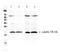TNF Superfamily Member 10 antibody, A00466, Boster Biological Technology, Western Blot image 