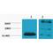 Histone H2B antibody, LS-C387559, Lifespan Biosciences, Western Blot image 