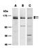 Interleukin 21 antibody, orb66868, Biorbyt, Western Blot image 