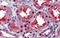 Ceramide Synthase 2 antibody, PA5-40572, Invitrogen Antibodies, Immunohistochemistry frozen image 