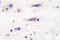Glutamate Ionotropic Receptor NMDA Type Subunit 1 antibody, LS-C177705, Lifespan Biosciences, Immunohistochemistry paraffin image 